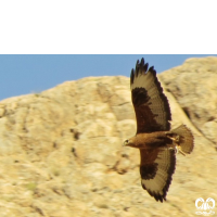 گونه سارگپه پا بلند Long-legged Buzzard